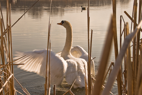 Lynde Shores Conservation Area