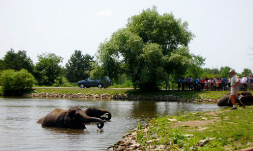 African Lion Safari