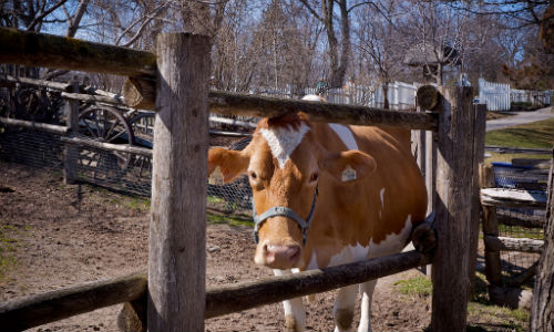 Riverdale Farm