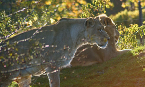 Toronto Zoo