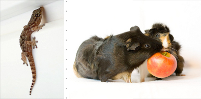Best Beginner Pets for Kids Best Beginner Pets for Kids