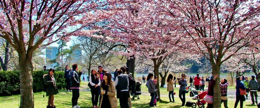 Best Places To See Cherry Blossoms in Toronto