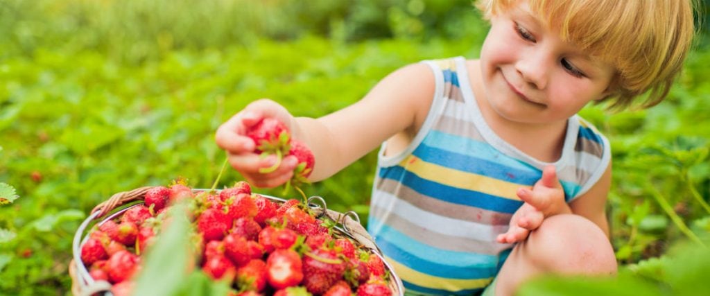 Best Berry Picking Farms for Kids in the Toronto Area