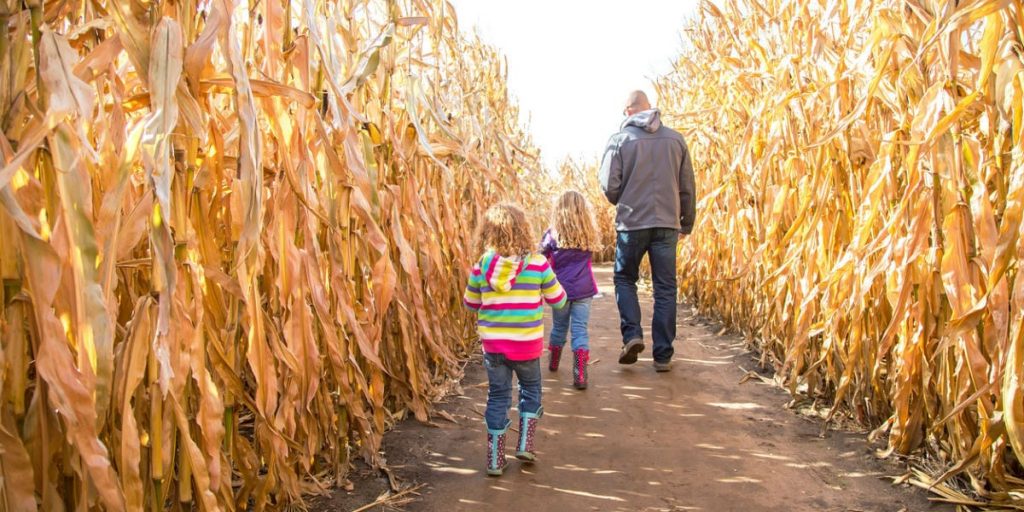 Article: Toronto-Area Pumpkin Patches and Corn Mazes