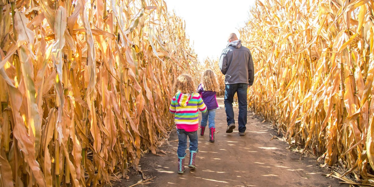 Article: Toronto-Area Pumpkin Patches and Corn Mazes