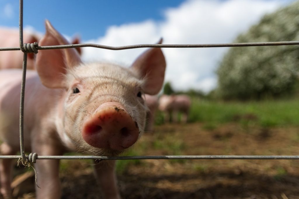 Article: Farms and Petting Zoos for Kids in the GTA