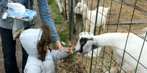 Petting zoo near me