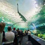 Toronto Rainy Day Activities for Kids: Ripley's Aquarium