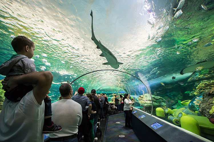 Toronto Rainy Day Activities for Kids: Ripley's Aquarium