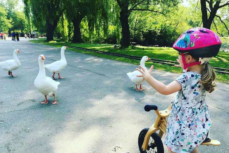 kid on bike with geese