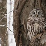 Barred Owl in tree