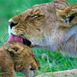 MW_MOTHER-LICKING-CUB