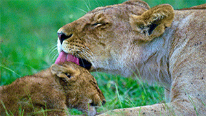 MW_MOTHER-LICKING-CUB