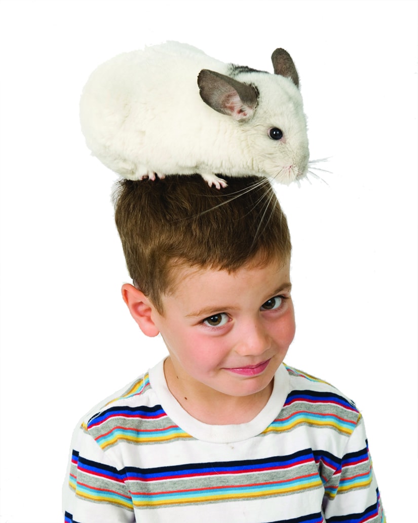 Chinchilla sitting on boy's head