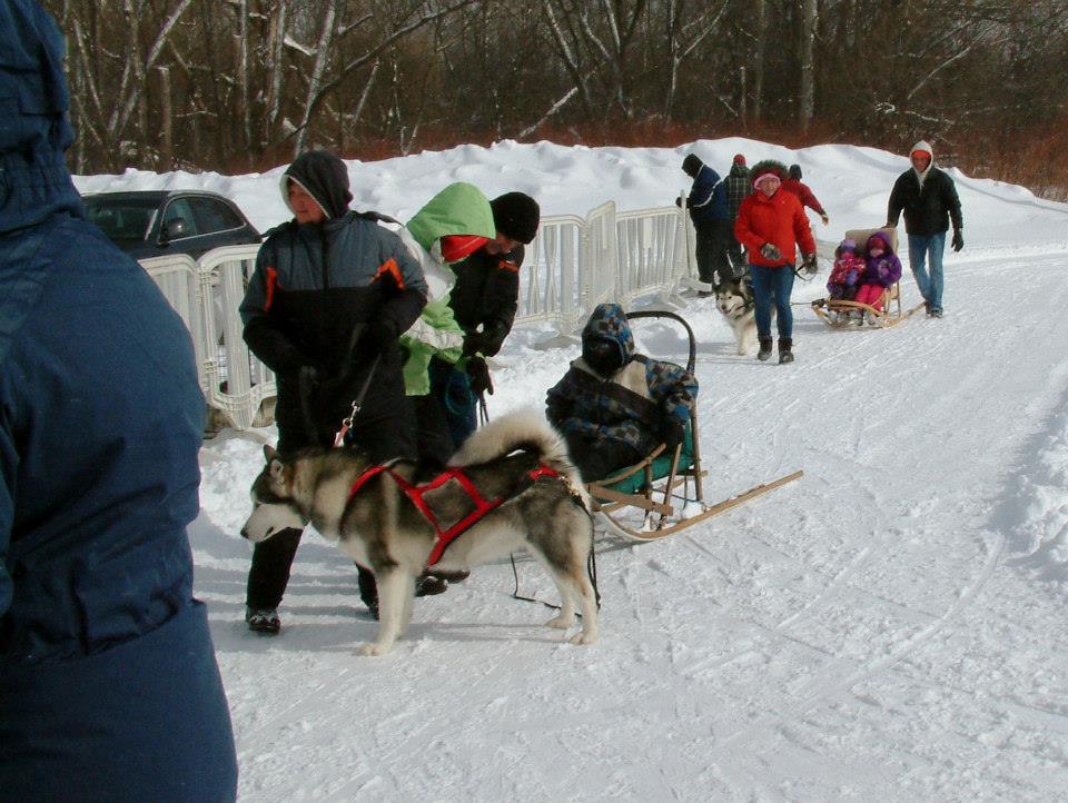 Dog Sledding at Winterloo