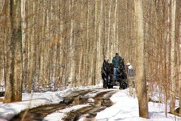 Top Sugar Shacks and Maple Syrup Festivals Near Toronto