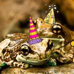 frogs in party hats