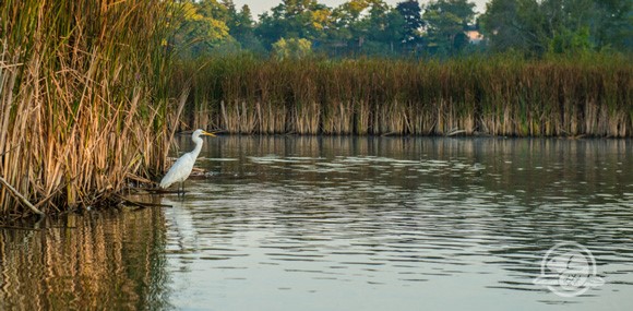 white crane in pond