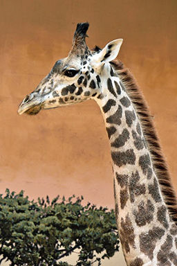 Giraffe in profile