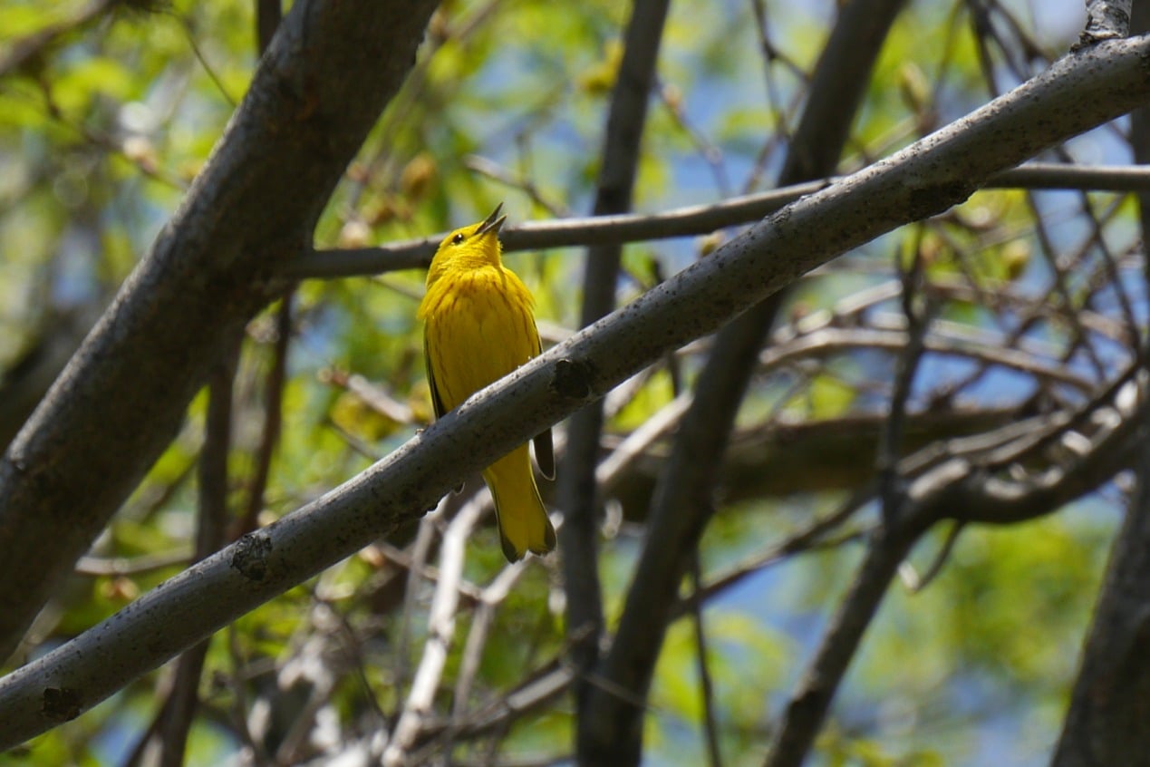 Yellow Warbler image by M Campbell
