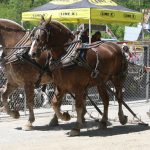horses pulling a wagon
