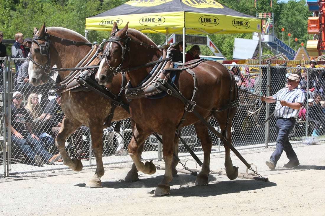 horses pulling a wagon
