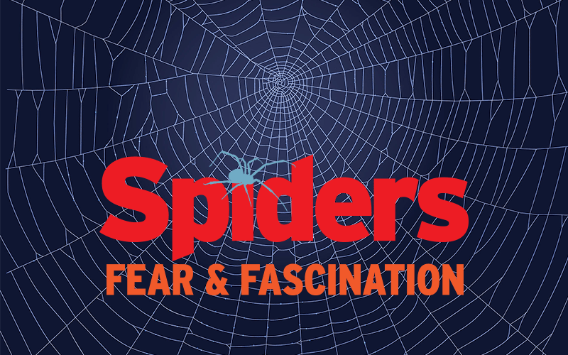 Spiders: Fear & Fascination