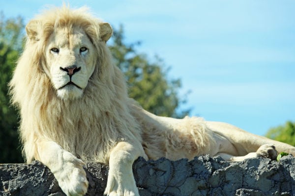 Insider Guide to African Lion Safari With Kids