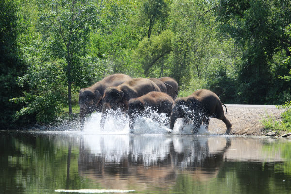 Insider Guide to African Lion Safari With Kids