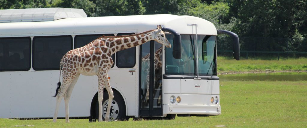 Insider Guide to African Lion Safari WIth Kids