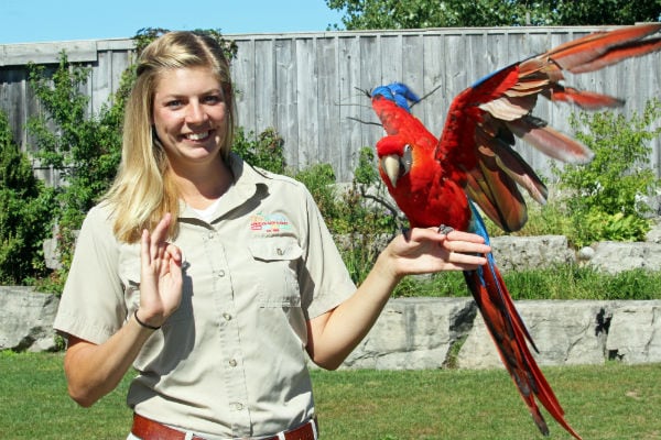 african lion safari shows