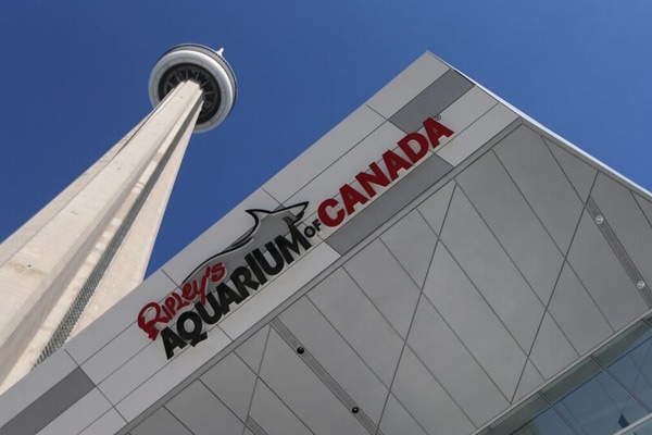 Insider Guide to Ripley's Aquarium of Canada