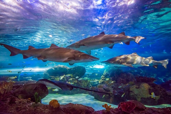 Insider Guide to Ripley's Aquarium of Canada