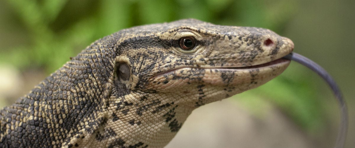 An Insider Guide to Canada's Largest Reptile Zoo