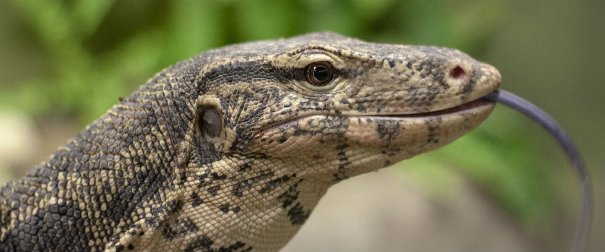 Kids' Insider Guide to Reptilia Canada's Largest Reptile Zoo Help! We've Got Kids