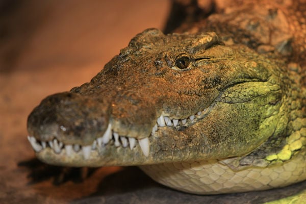 An Insider Guide to Canada's Largest Reptile Zoo