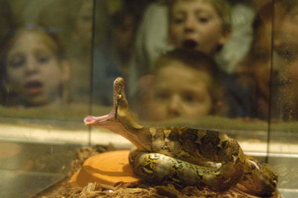 An Insider Guide to Canada's Largest Reptile Zoo