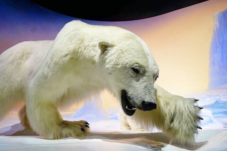 What To See and Do With Kids at the Canadian Museum of Nature