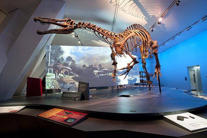 What You Should See and Do With Kids at Ottawa's Museum of Nature