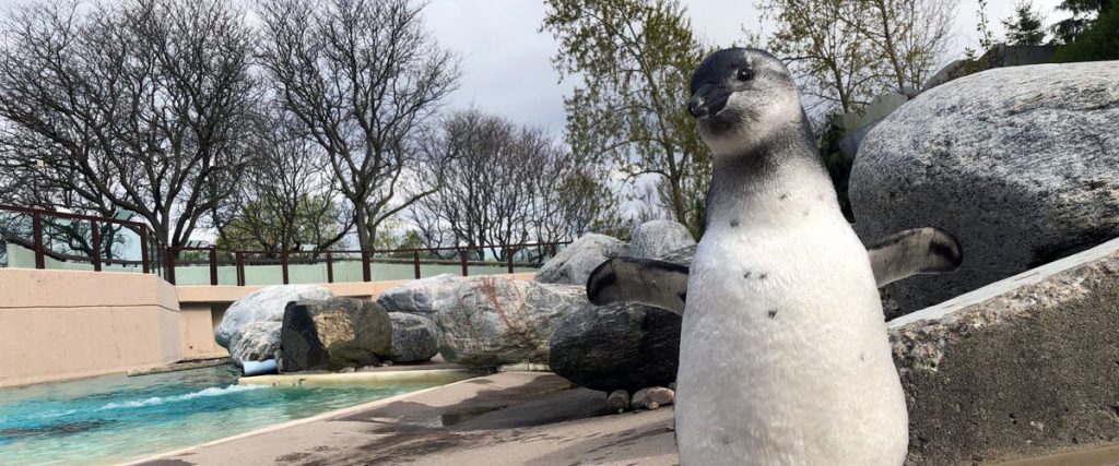 How To Spend an Awesome Day With Kids at the Toronto Zoo