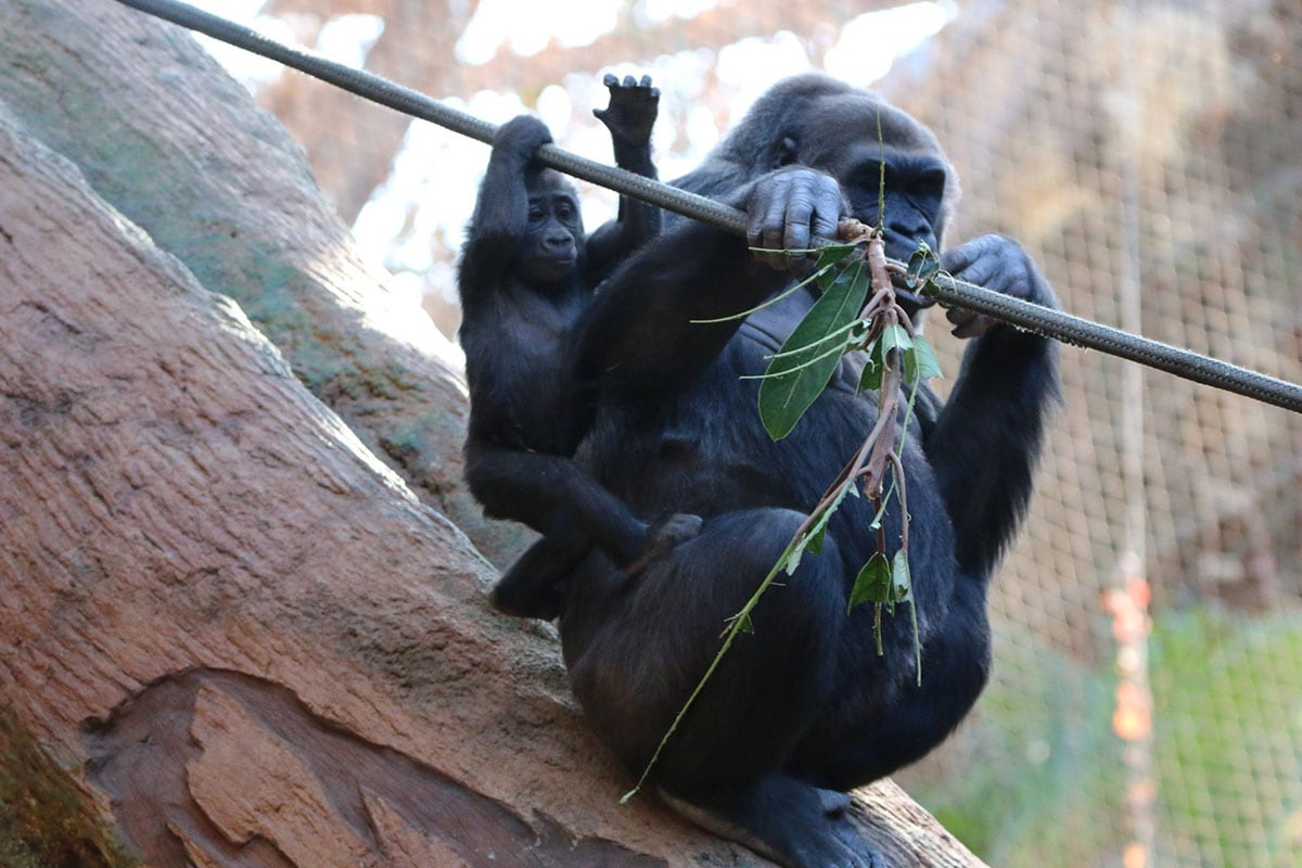 How To Spend an Awesome Day With Kids at the Toronto Zoo