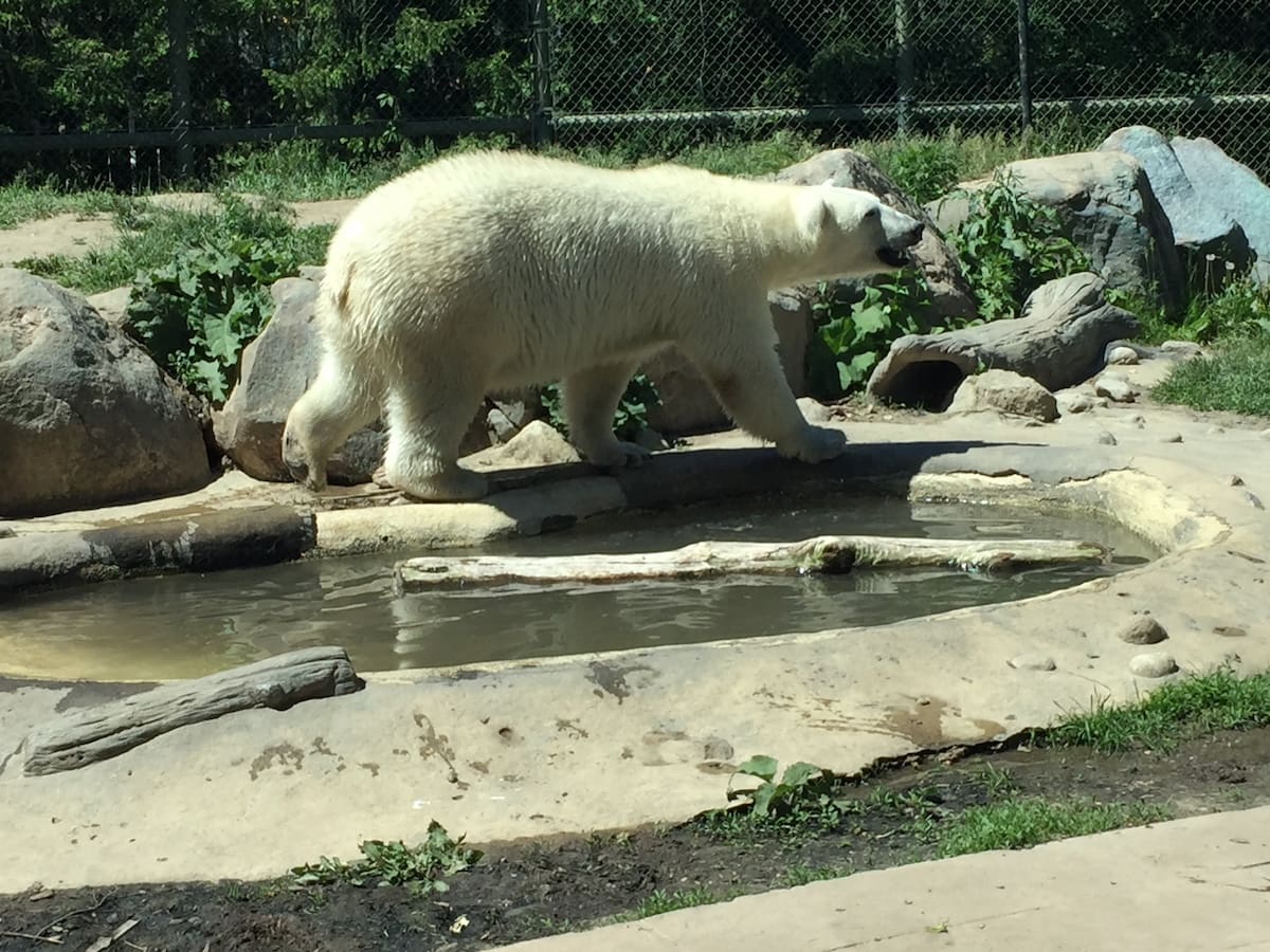 How To Spend an Awesome Day With Kids at the Toronto Zoo