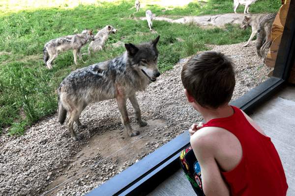 Kids Guide To Parc Omega The New Wolf Cabin Help We ve Got Kids