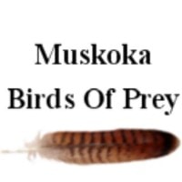 Muskoka Birds of Prey