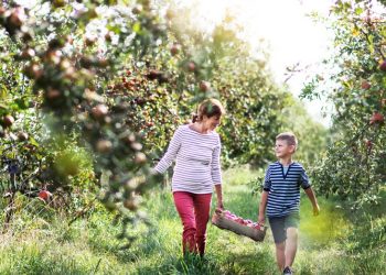 5 Ottawa Apple Orchards We Love