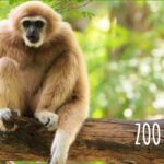 Online Learning: Toronto Zoo School To You