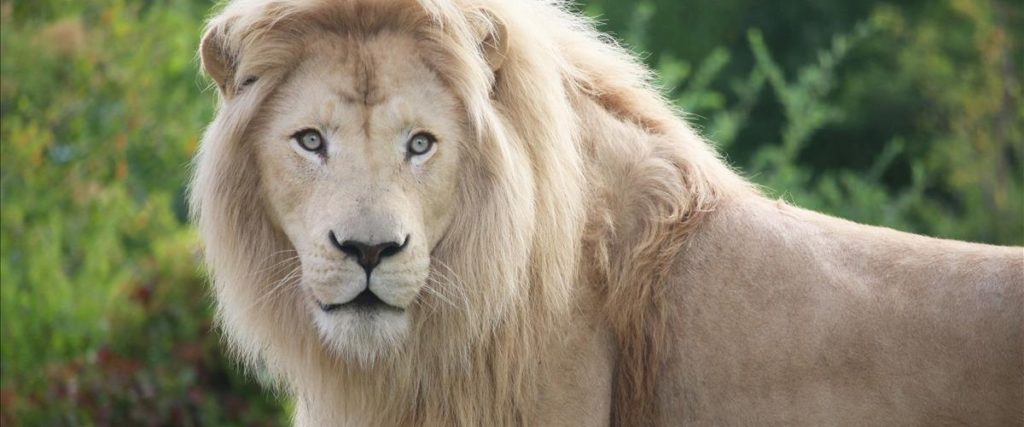 Toronto Zoo Opens New Drive-Through Scenic Safari