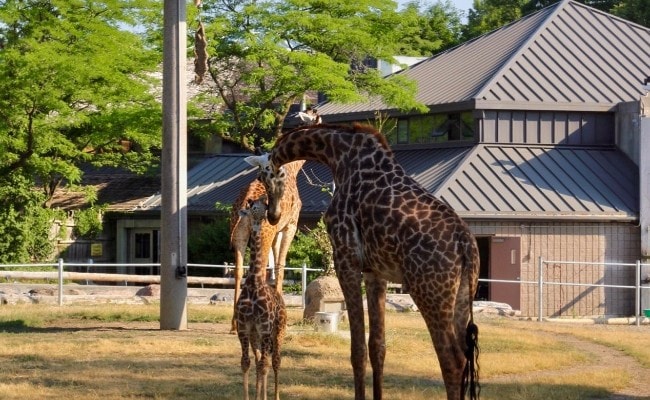 Best Museums for Kids Toronto