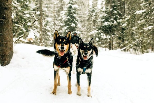 Husky sled dogs at North Ridge Ranch in Ontario
