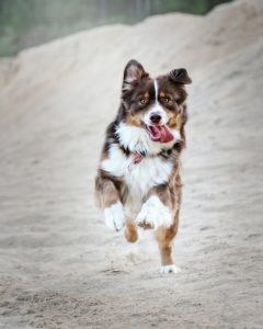 australian shepherd running on the beach